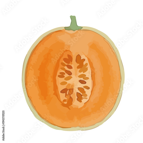 Watercolor-style fresh cantaloupe melon illustration, orange flesh musk melon with slice／赤肉メロン