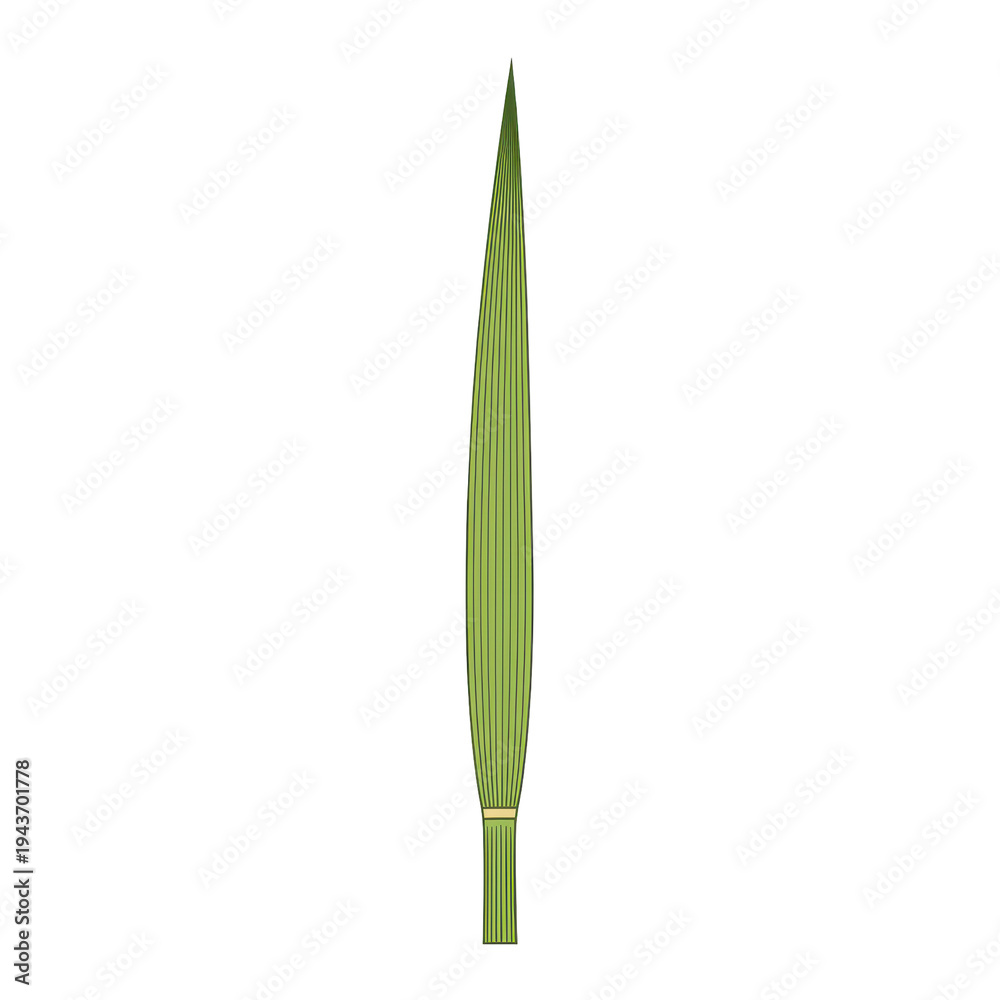 Obraz premium Isolated upright blade of green grass, slender and pointed, set against a stark black backdrop
