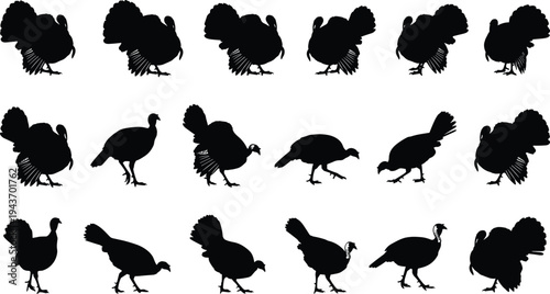 Turkey bird silhouette set, wild thanksgiving turkey poses collection, farm poultry animal illustration isolated on white background