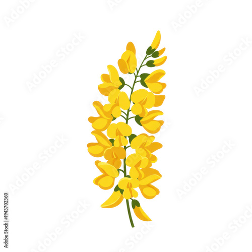 Isolated stalk of flowering yellow Scotch broom with green stem against black background