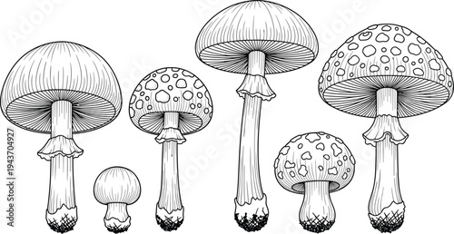 Hand drawn mushroom collection with detailed botanical fungi illustrations, vintage engraving style mushrooms vector set for nature and botanical design