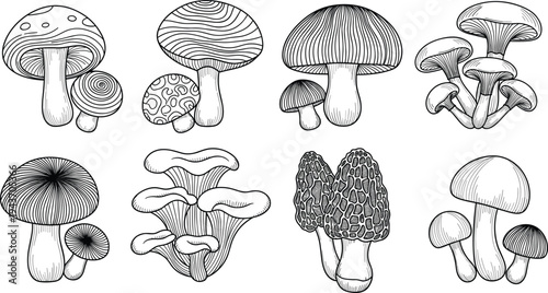 Hand drawn mushroom species collection with detailed fungi illustrations, vintage botanical engraving style forest mushrooms vector set