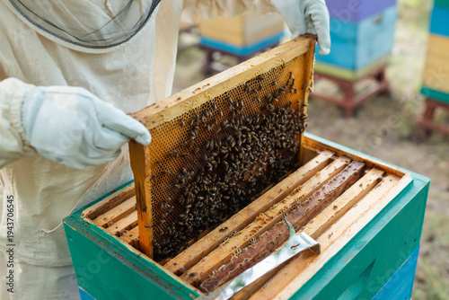 Beekeeper in protective gloves removing a honey frame from a green hive. Close-up of a beekeeper's hands with a frame filled with bees, symbolizing quality control and apiary productivity