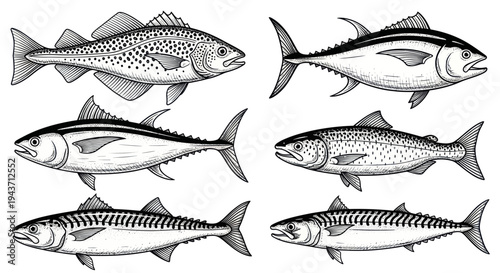 Collection of Six Hand-Drawn Fish Illustrations: Cod, Tuna, Mackerel, Salmon