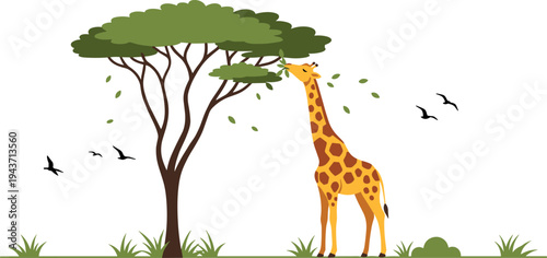 Giraffe eating leaves from acacia tree in African savanna vector