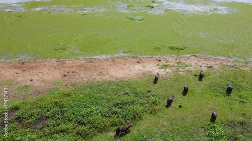 A group of capybaras feeding near a vibrant green marsh, surrounded by lush vegetation and muddy banks.