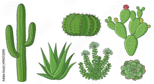 Collection of Diverse Succulent and Cactus Plants Isolated on White Background