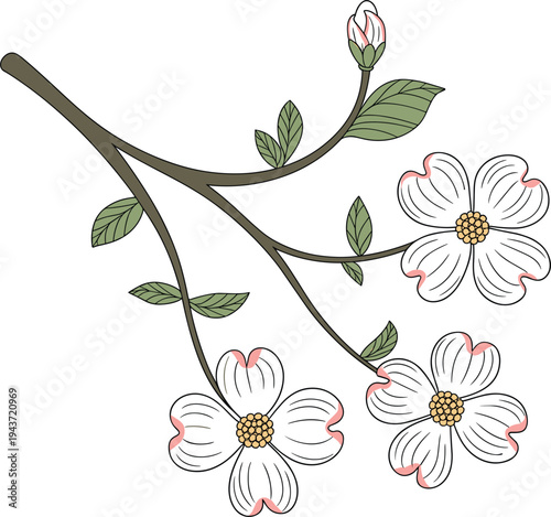 Beautiful Blooming Dogwood Flower Branch Vector Illustration Isolated On White Background Floral Design