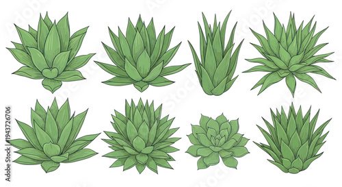 Set of various succulent plants illustrations on white background