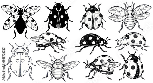 Hand-Drawn Ladybugs Collection: Diverse Designs and Poses
