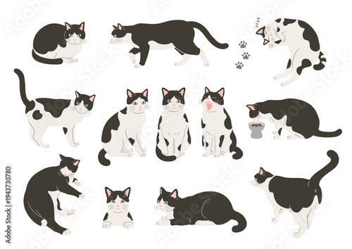 Illustration of a black and white cat in various poses