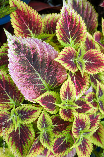 Quadro su tela a group of Miana plants with a variety of contrasting leaf colors and beautiful