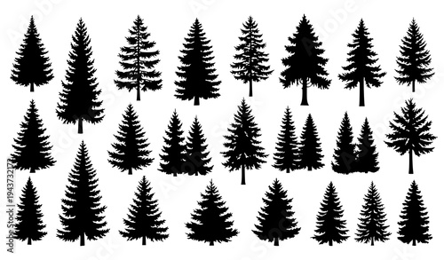 Vintage pine and fir tree silhouettes vector conifer forest collection winter landscape design isolated on white