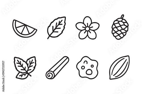 Collection of simple black line drawings depicting various botanical elements