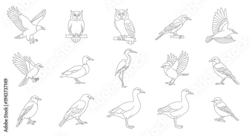 Collection of diverse bird species depicted in simple line art style