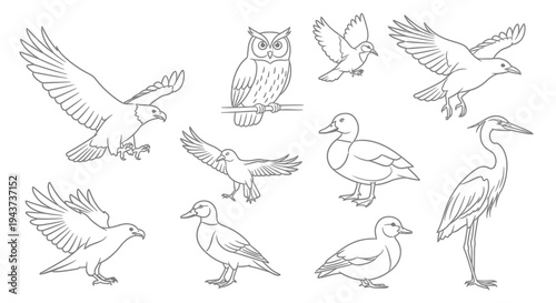 A collection of various bird species shown in a linear drawing style