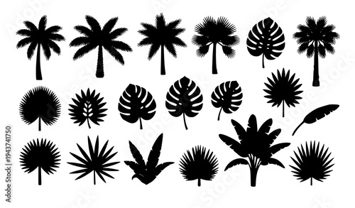 Tropical plant silhouettes set palm trees and exotic leaves vector illustration