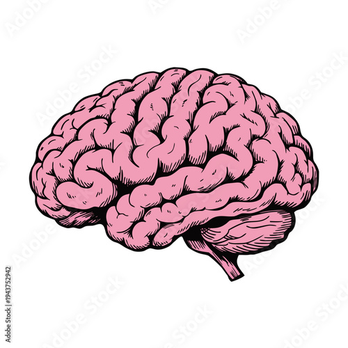 Detailed illustration of a human brain with prominent cortical convolutions