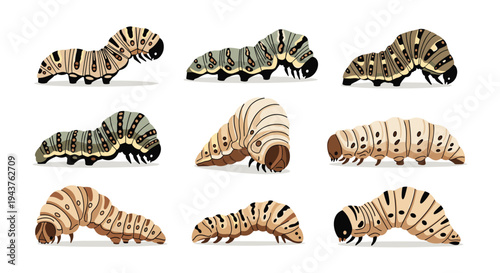 Comprehensive collection of nine different types of caterpillars with various colors, patterns, and body shapes on white.