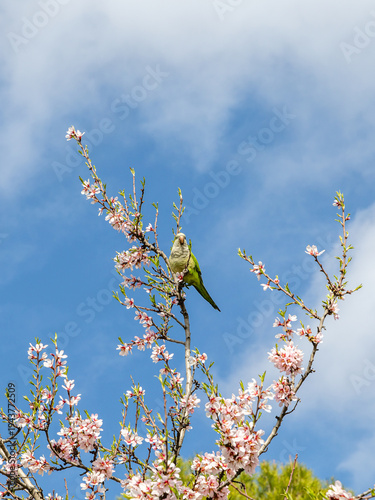 Madrid, Spain - March 02, 2026: people walking or resting in the public park called Quinta de los Molinos with the almond trees in bloom in Madrid, Spain