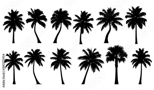 Tropical Palm Tree Silhouette Set Black Botanical Summer Trees Isolated on White