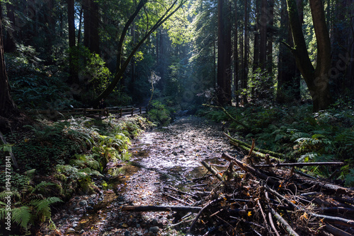 A Redwood Forest Bay Area