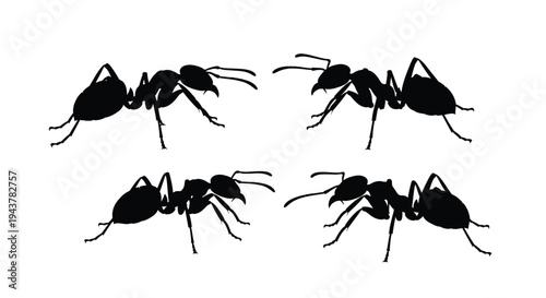 Four black ant figures in various poses a striking silhouette