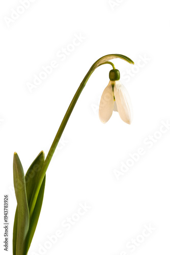 Snowdrop flower macro, Gala...