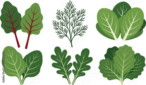 Fresh leafy vegetables collection including spinach, lettuce, kale and herbs isolated green organic food ingredients set for healthy diet illustration concept