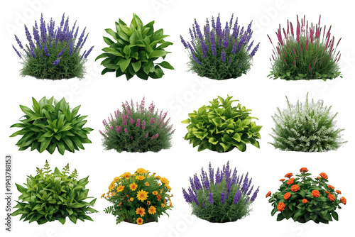 Different garden plants, shrubs, and flowering bushes, various perennials and annuals for landscaping designs choosing