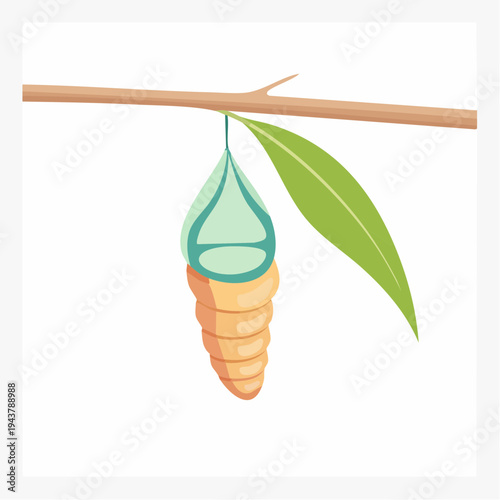 Beautiful vector illustration of a chrysalis, the pupa stage of a butterfly, delicately hanging from a sturdy tree branch with a fresh green leaf, symbolizing growth and natural metamorphosis