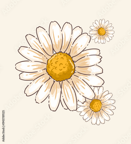 Spring Daisy Flower Collection - Hand-Drawn White Daisies with Yellow Centers for Easter and Botanical Decor