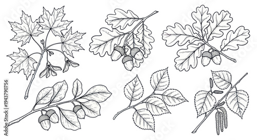 Botanical Illustration: Maple, Oak, Birch Branches with Leaves and Acorns