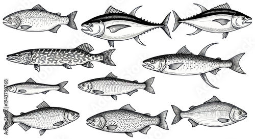 Collection of Hand-Drawn Fish Species, Seafood Illustration