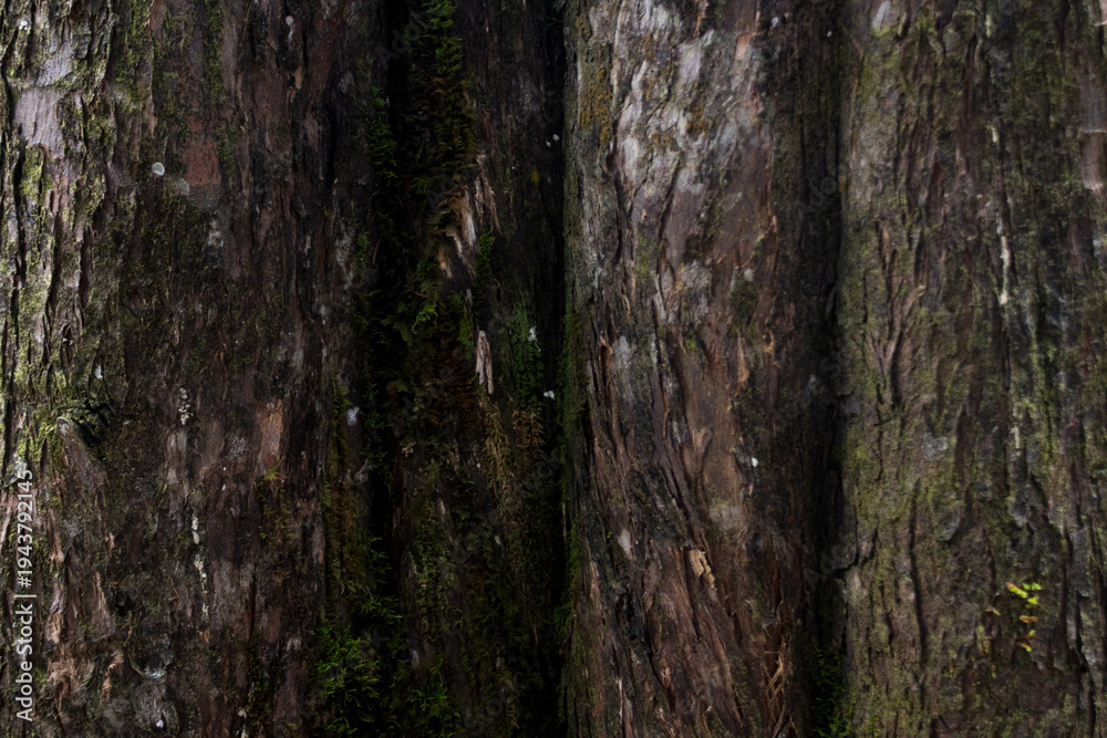 Fototapeta premium wood texture in high contrast and good resolution
