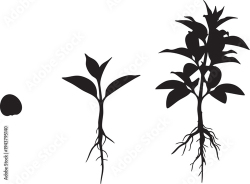 Black silhouettes of plant growth stages from seed white background