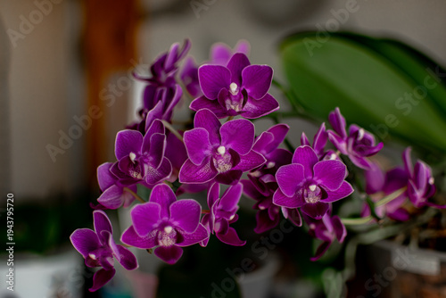 blooming phalaenopsis orchid with small purple flowers on a gray background. caring for exotic plants at home. floriculture