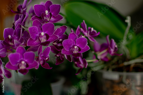blooming phalaenopsis orchid with small purple flowers on a gray background. caring for exotic plants at home. floriculture
