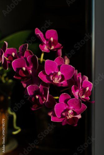 blooming phalaenopsis orchid with small purple flowers on a gray background. caring for exotic plants at home. floriculture