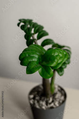 Zamioculcas Zenzi Bug. an exotic plant. care of plants at home. botany.
