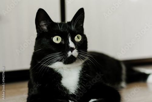 A well-groomed black domestic cat with yellow eyes and a white collar lies contentedly on the floor of the room. pet care. proper nutrition for a cat