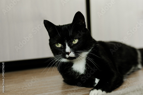 A well-groomed black domestic cat with yellow eyes and a white collar lies contentedly on the floor of the room. pet care. proper nutrition for a cat