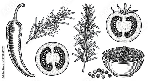 Hand-drawn Chili Pepper, Rosemary, Tomato, and Peppercorns Sketch