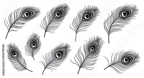 Set of elegant peacock feathers on a white background, delicate illustration