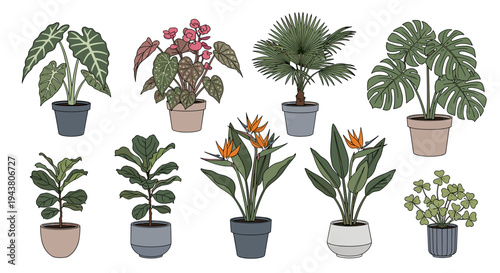 Collection of various potted house plants including tropical varieties displayed