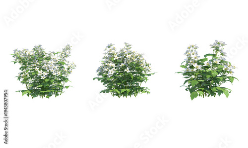 Photos Rubus caesius png alpha channel flower set