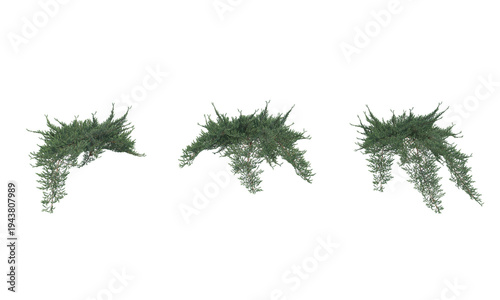Juniperus conferta png alpha channel bush set front view