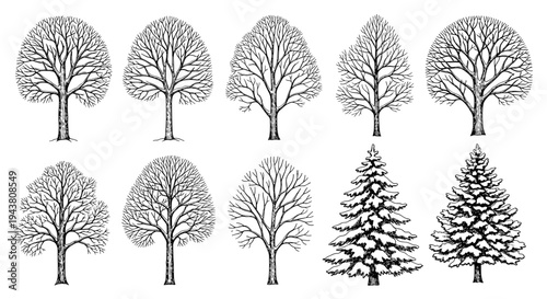 Collection of diverse deciduous and evergreen trees in detailed line art isolated