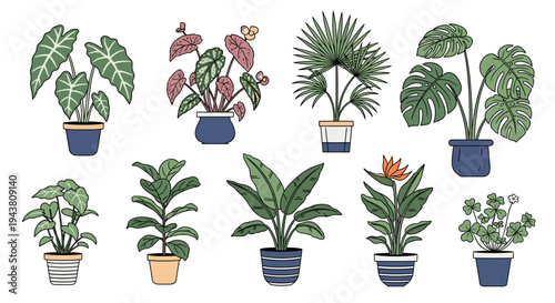 Collection of diverse potted houseplants with lush green foliage and vibrant