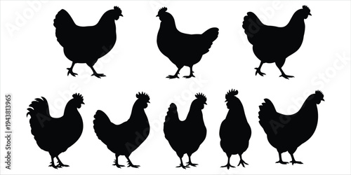 Assortment Of Black Chicken And Rooster Silhouettes On White Background bird poultry